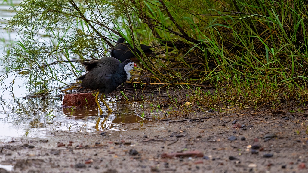 White-breasted Waterhen